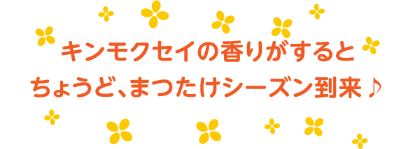 キンモクセイの香りがするとちょうど、まつたけシーズン到来