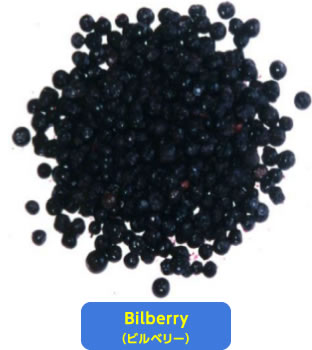 Bilberry （ビルベリー）