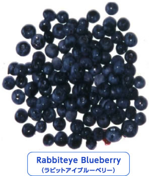 Rabbiteye Blueberry （ラビットアイブルーベリー）