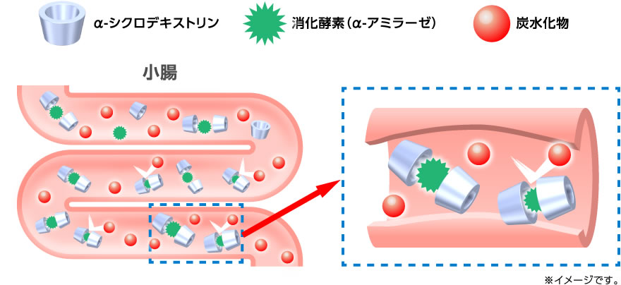 α-シクロデキストリンが消化酵素の働きを抑え、小腸での糖分の吸収を抑えます。