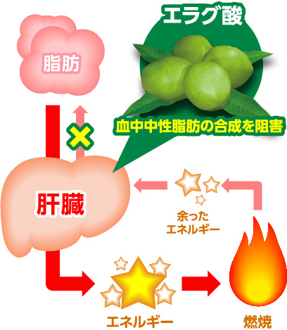 エラグ酸 血中中性脂肪の合成を阻害 脂肪→肝臓→エネルギー燃焼