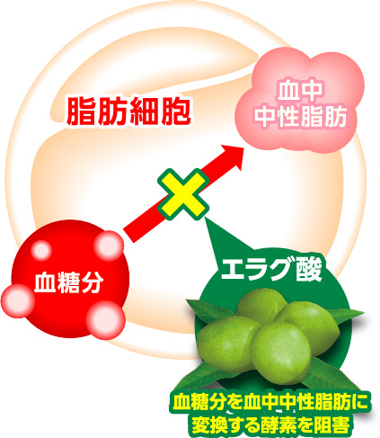 エラグ酸 血糖分を血中中性脂肪に変換する酵素を阻害 脂肪細胞血糖分→×→血中中性脂肪