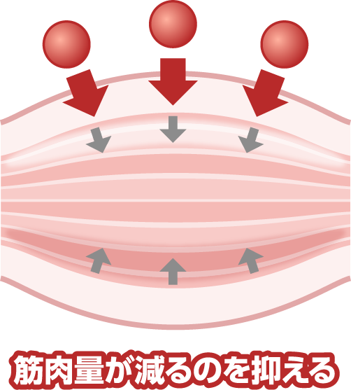 筋肉量が減るのを抑える