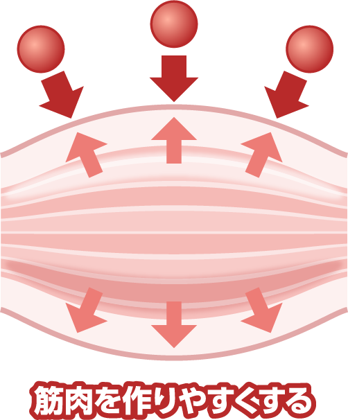 筋肉を作りやすくする
