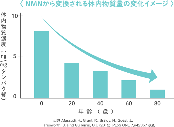 〈 NMNから変換される体内物質量の変化イメージ 〉出典:Massudi, H., Grant, R., Braidy, N., Guest, J., Farnsworth, B.,a nd Guillemin, G.J. (2012). PLoS ONE 7,e42357改変