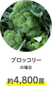 ブロッコリーの場合約4,800房