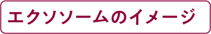 エクソソームのイメージ