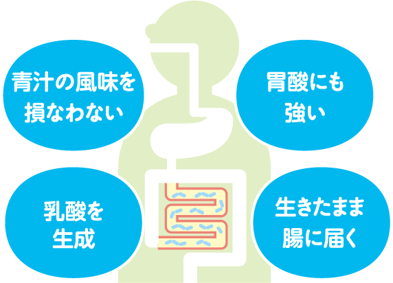 青汁の風味を損なわない・胃酸にも強い・乳酸を生成・生きたまま腸に届く大麦由来の乳酸菌で腸活を応援。